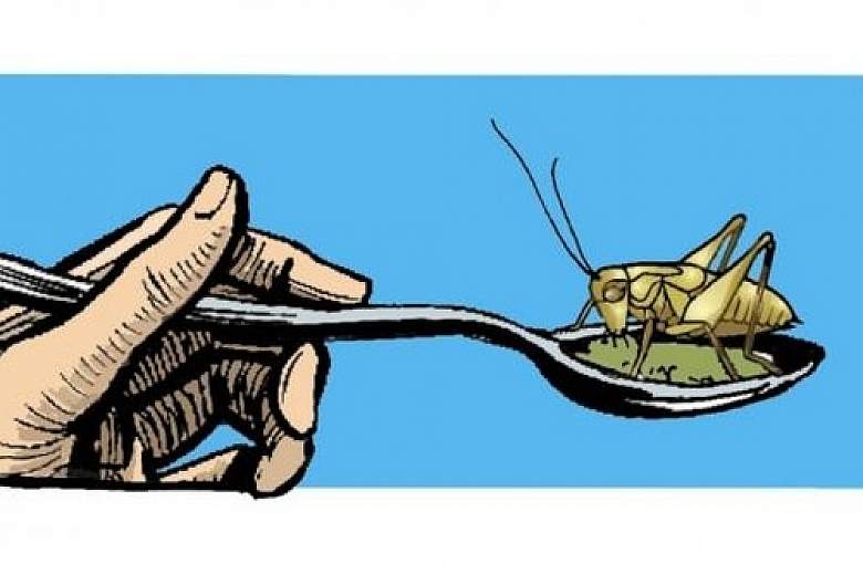 A może tak placek z mąki... ze świerszczy?