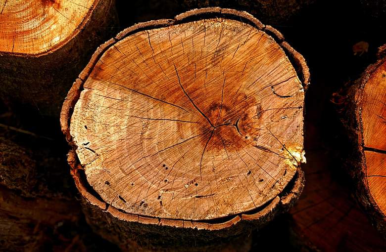 Alpinistyczna wycinka drzew – Czym jest i kiedy warto zlecić wycinkę?