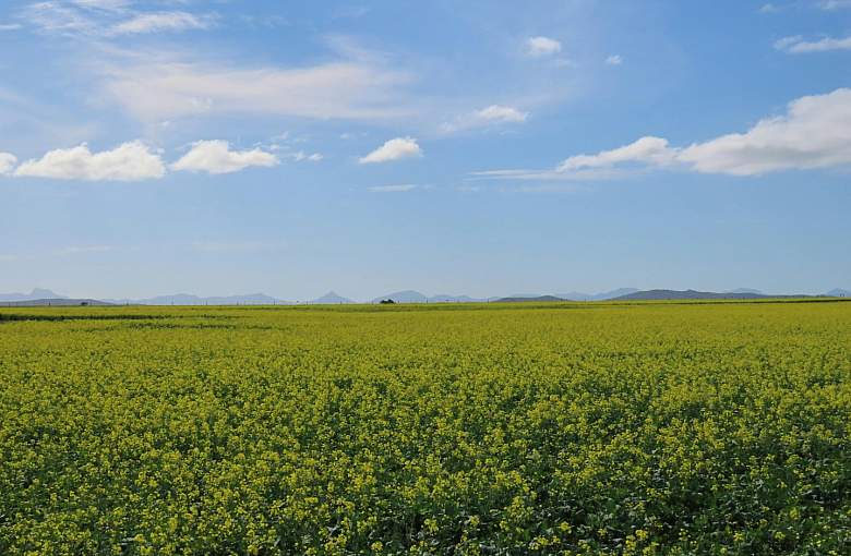 Zwalczanie maruny bezwonnej w uprawach buraka cukrowego – poradnik dla każdego