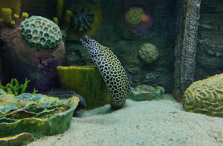 O czym warto pamiętać przy zakładaniu pierwszego akwarium?