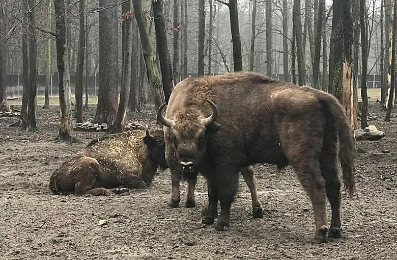 Awaria usunięta! Zagroda już otwarta