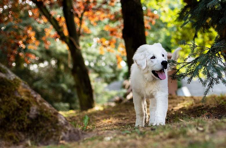 Jaka jest najlepsza sucha karma dla Twojego psa?