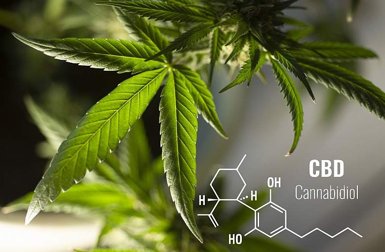 Czy olejki CBD są w stanie pomóc chorym zwierzętom?