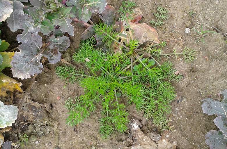 maruna bezwonna zwalczanie